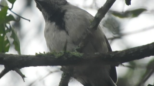 Collared Antshrike - ML460575961