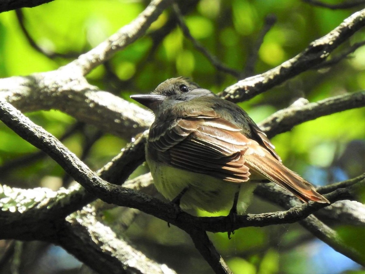 Great Crested Flycatcher - ML460575991