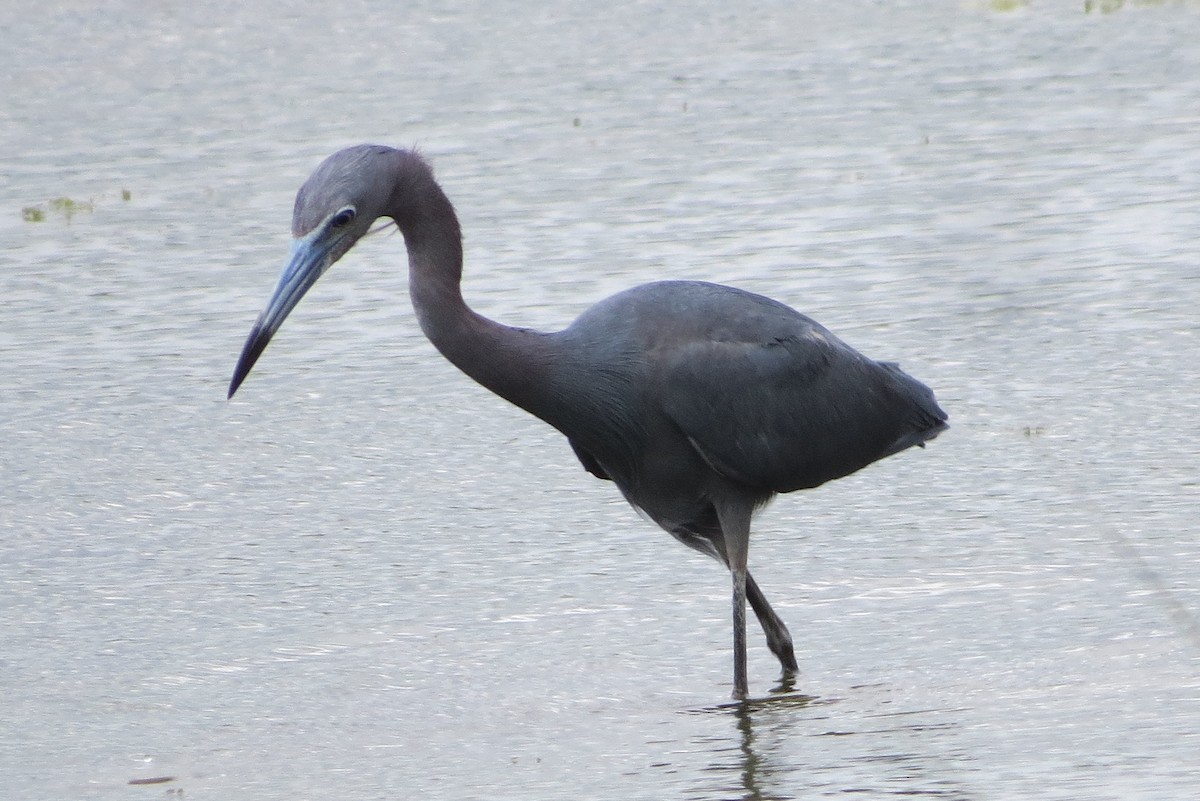 Little Blue Heron - ML460576251