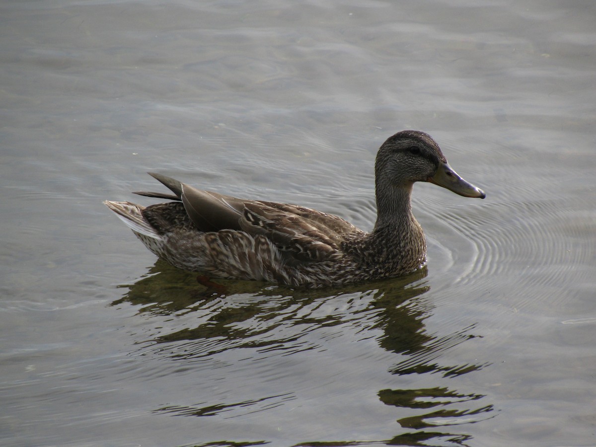 Mallard - Faelle Harvey