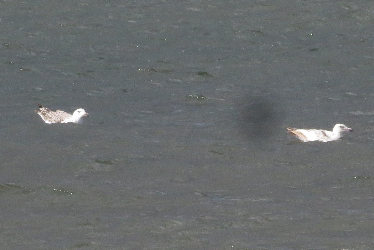 Larus sp. - ML460577401