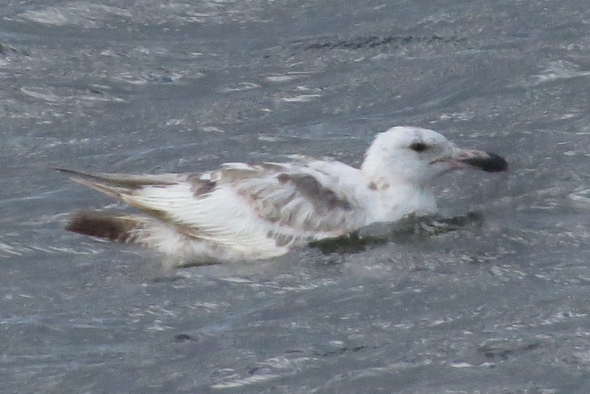 Larus sp. - ML460577411