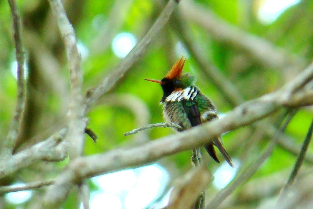 Frilled Coquette - ML46057841