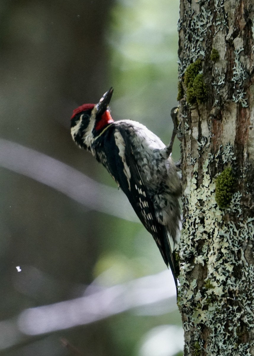 Yellow-bellied Sapsucker - ML460579001