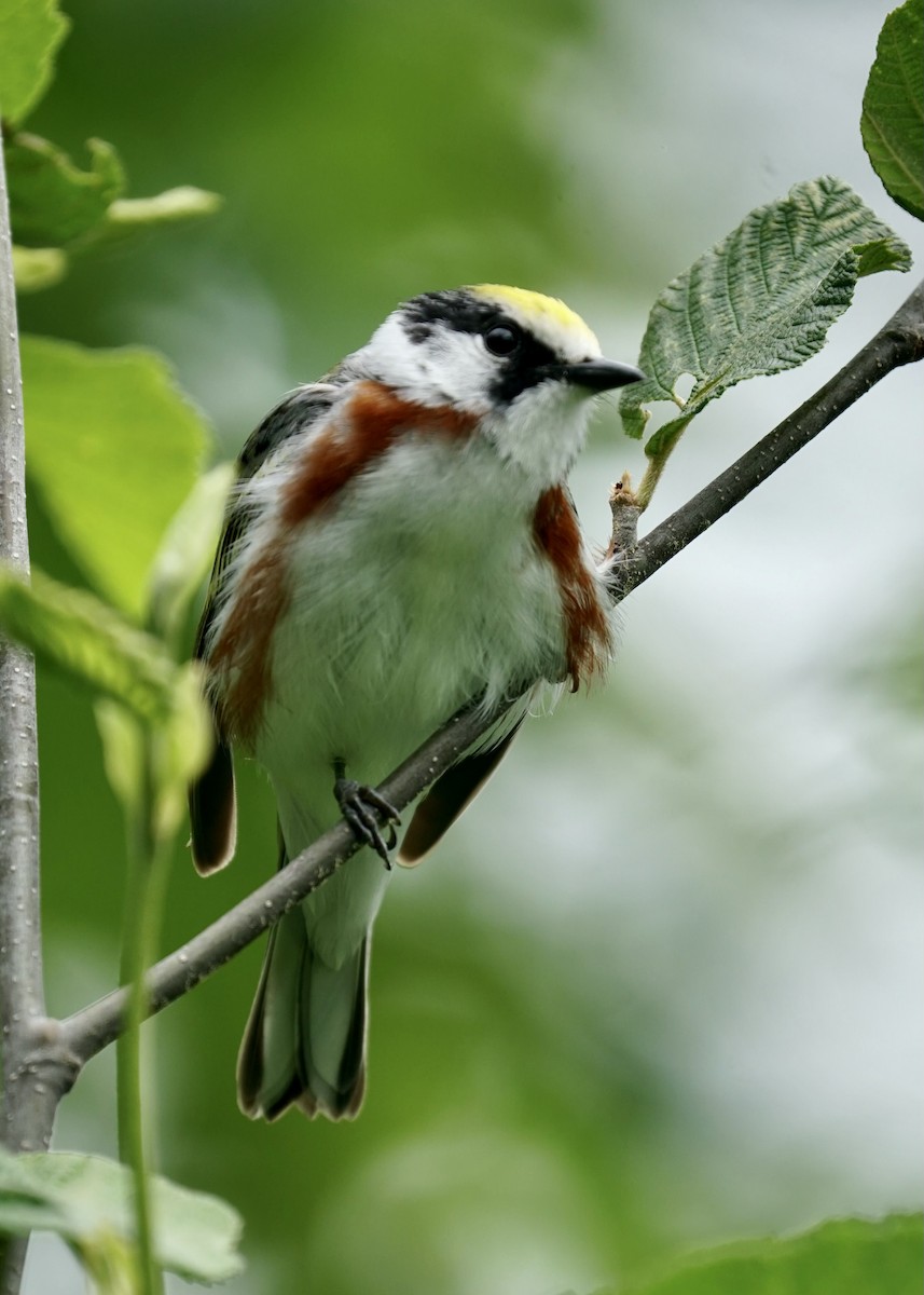 Chestnut-sided Warbler - ML460579191