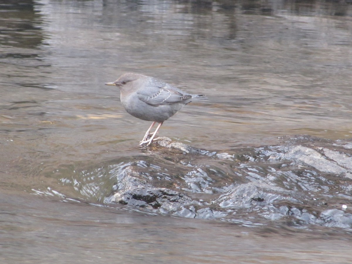 American Dipper - ML46057991