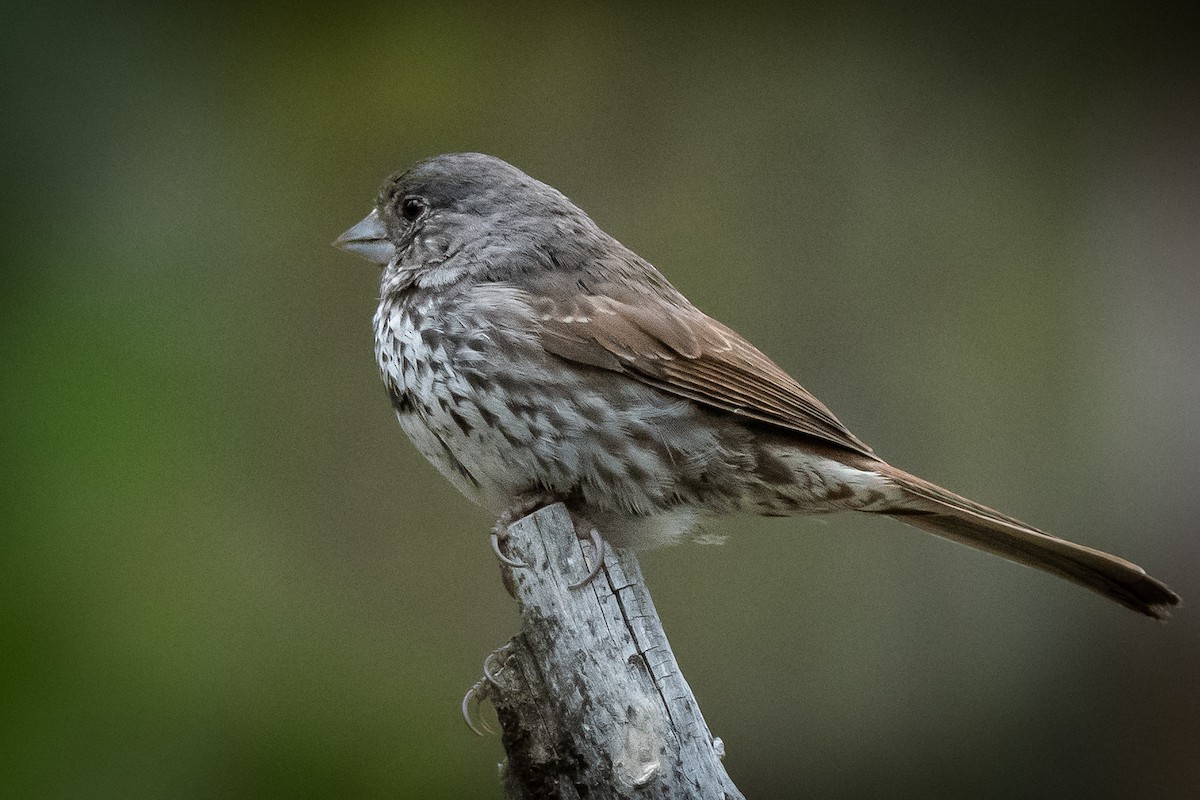 Fox Sparrow - ML460581781