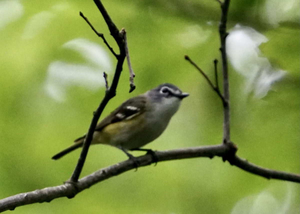 Blue-headed Vireo - ML460581911