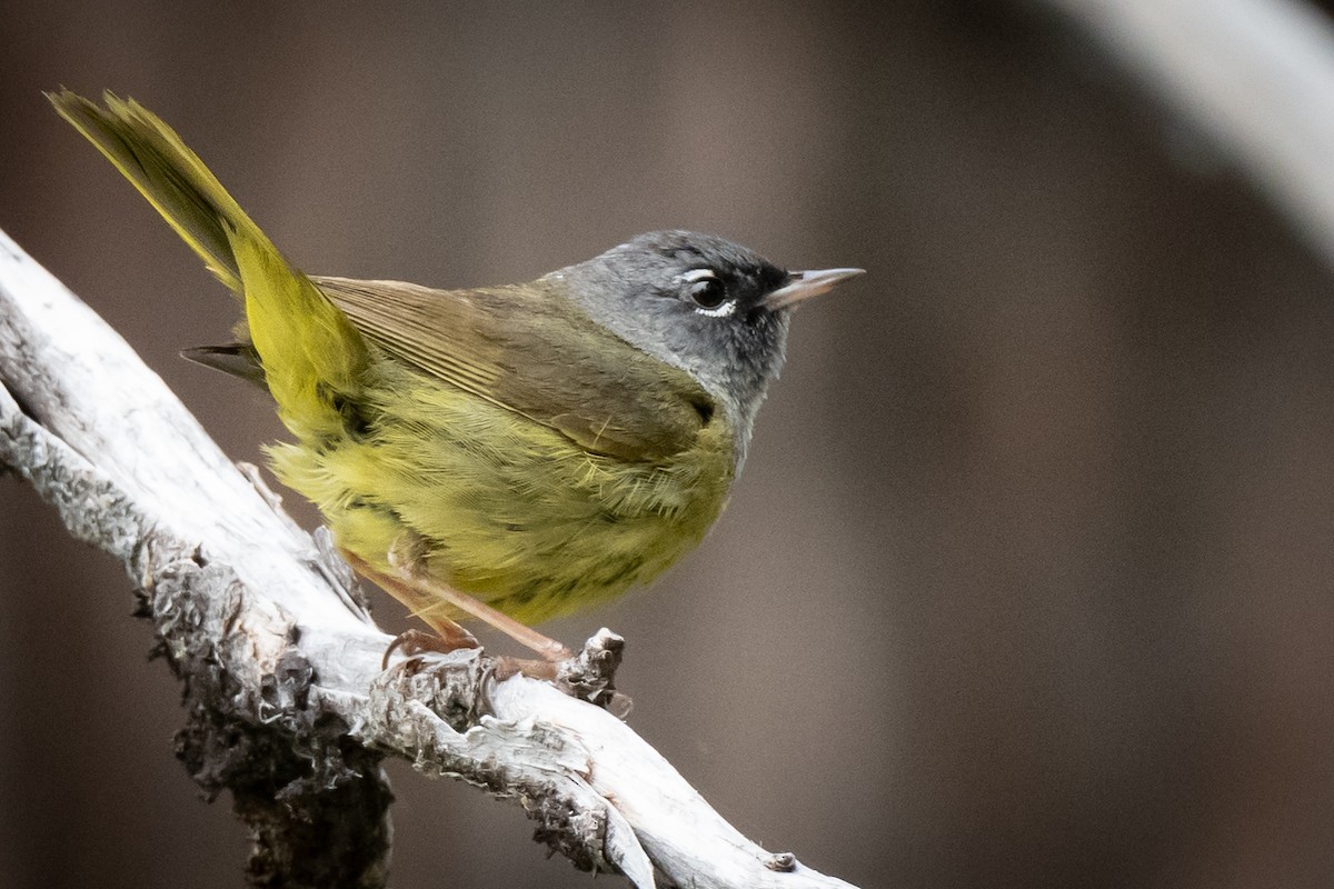 MacGillivray's Warbler - ML460582021