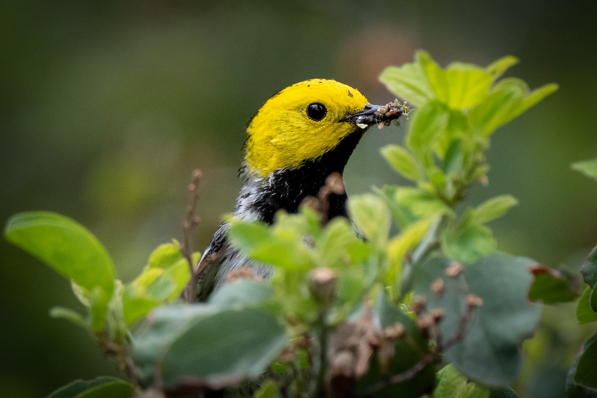 Hermit Warbler - ML460582101