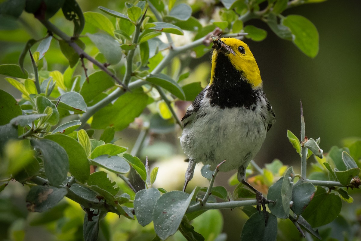 Hermit Warbler - ML460582111