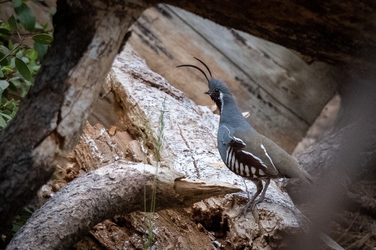 Mountain Quail - ML460582221