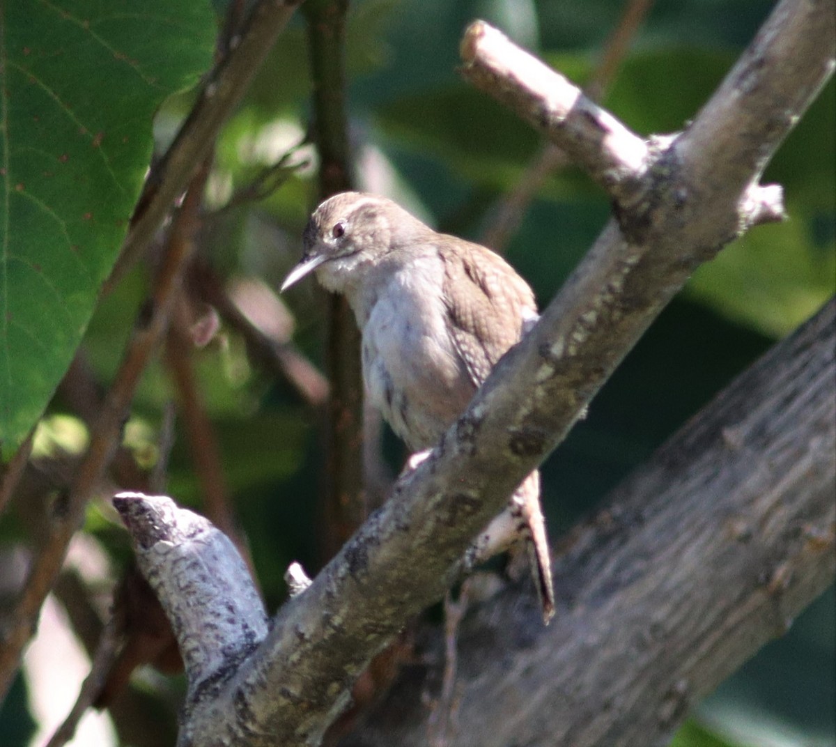 House Wren - ML460582251