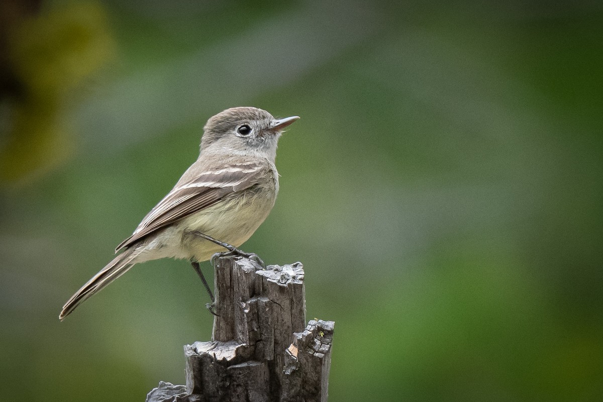 Empidonax sp. - ML460582381