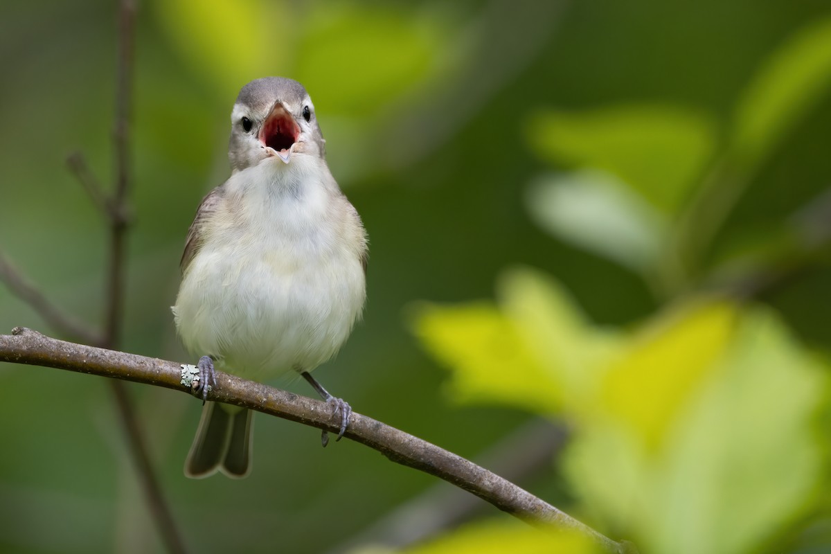 Western Warbling Vireo - Mason Maron