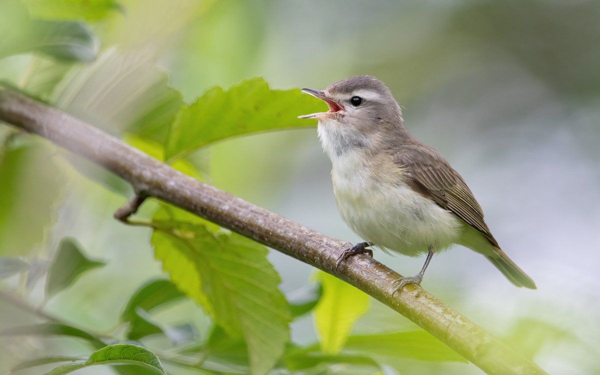 Western Warbling Vireo - Mason Maron