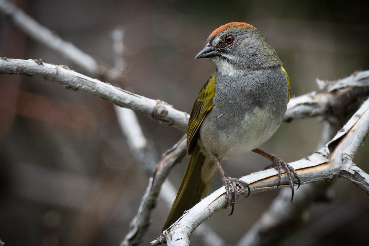 Green-tailed Towhee - ML460582731