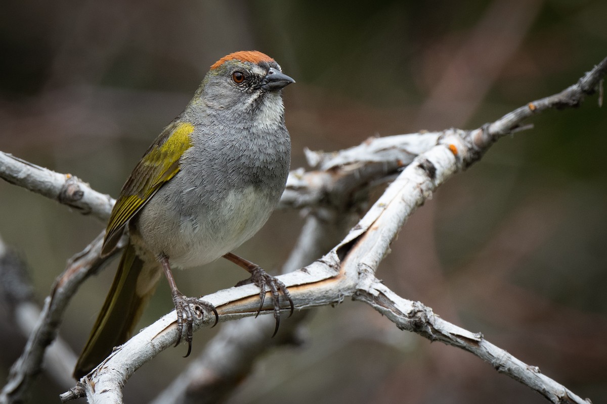 Green-tailed Towhee - ML460582951