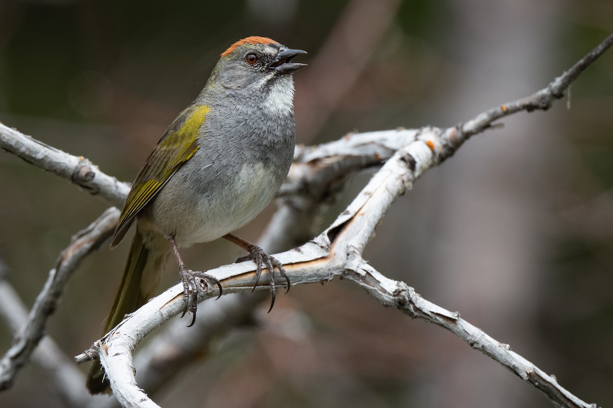 Green-tailed Towhee - ML460582971