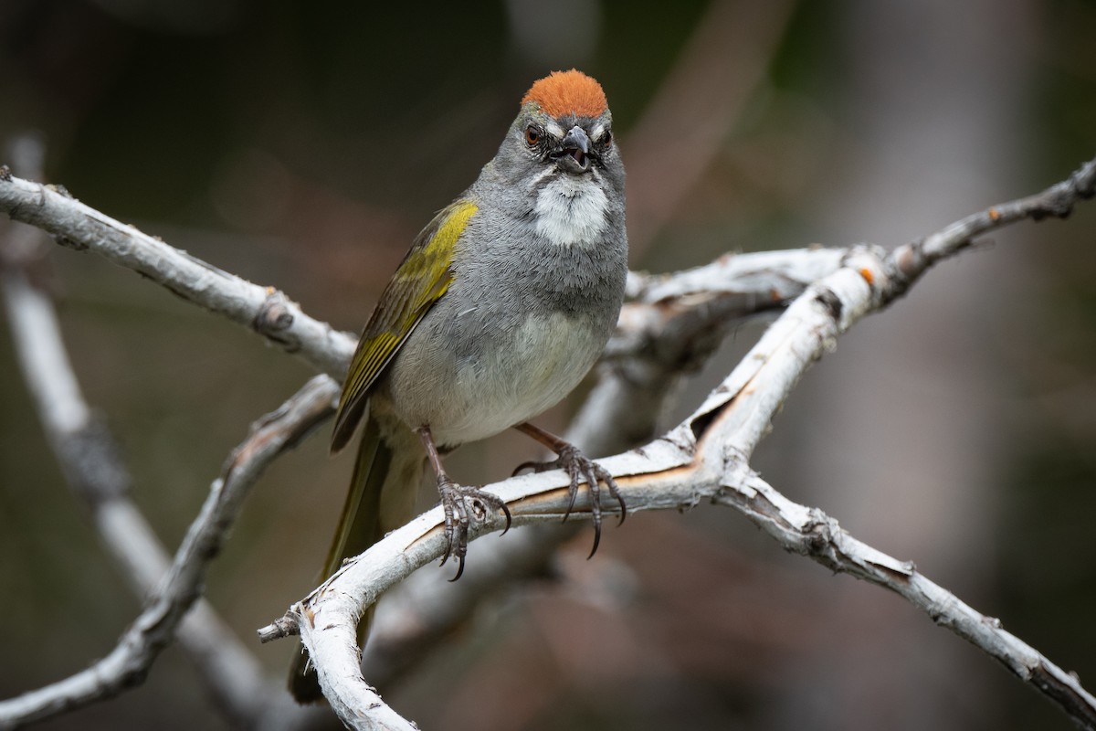 Green-tailed Towhee - ML460582991