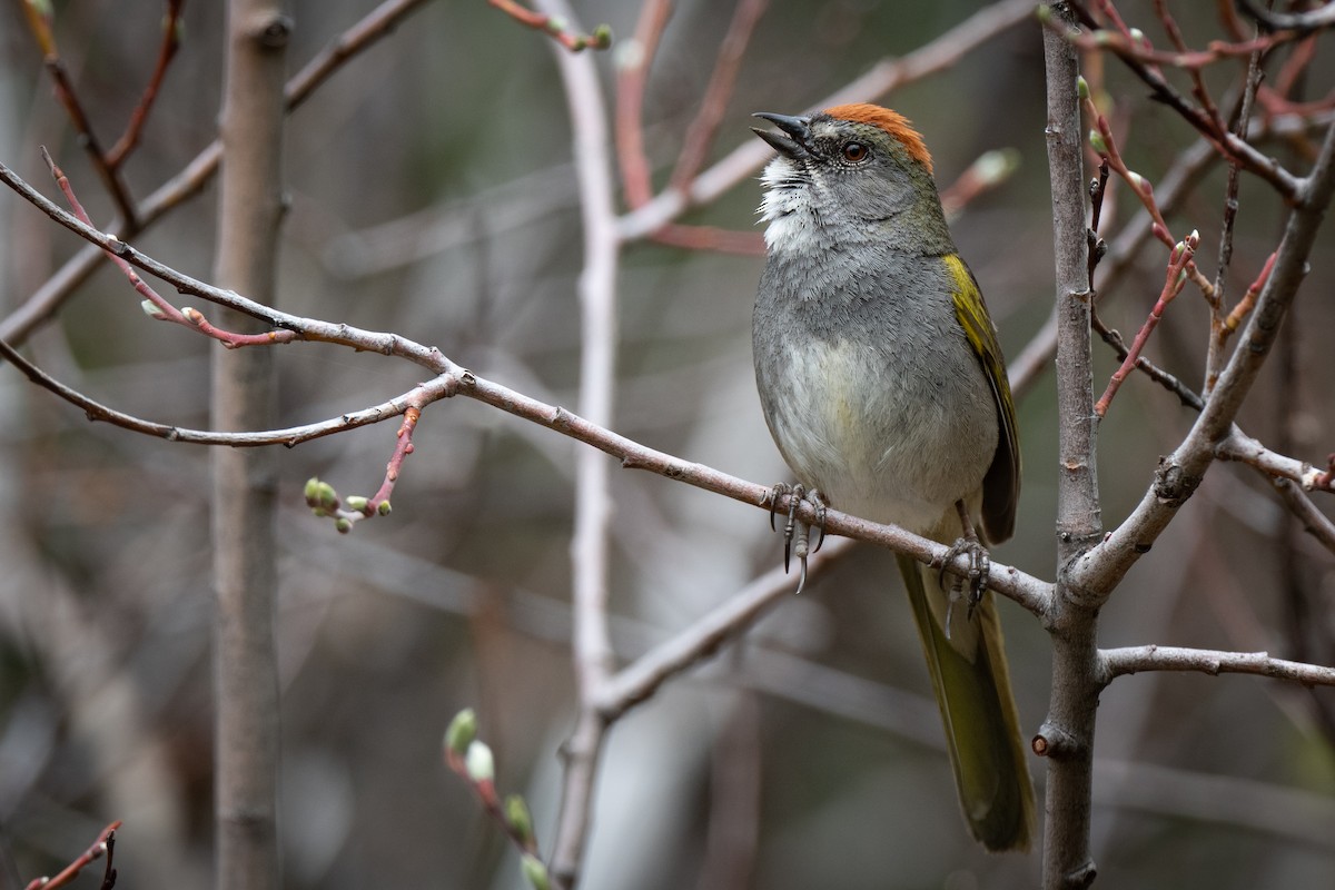 Green-tailed Towhee - ML460583141