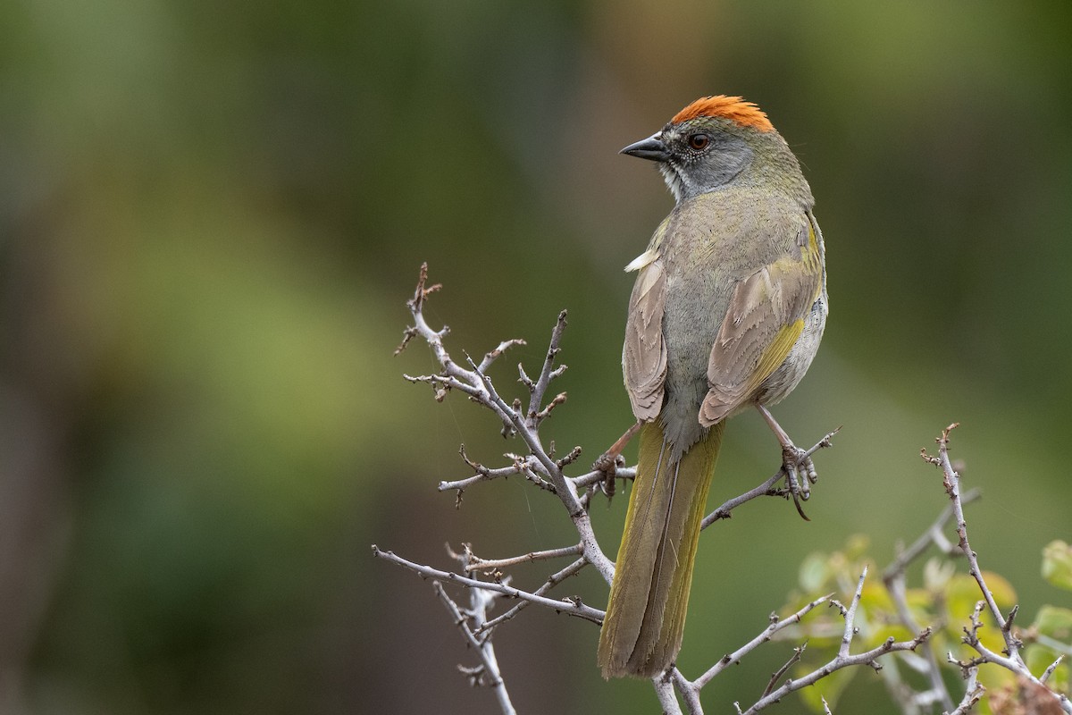 Green-tailed Towhee - ML460583171