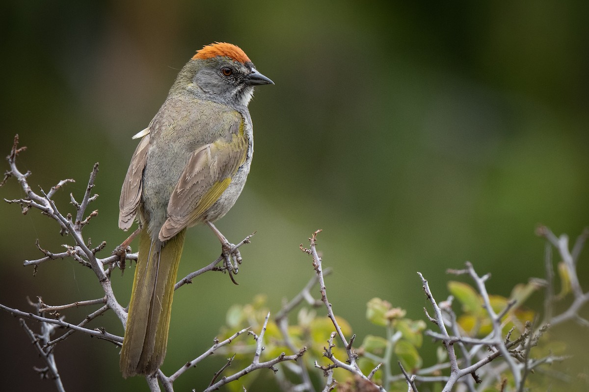 Green-tailed Towhee - ML460583181