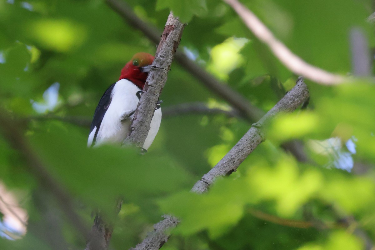 Red-headed Woodpecker - ML460584151
