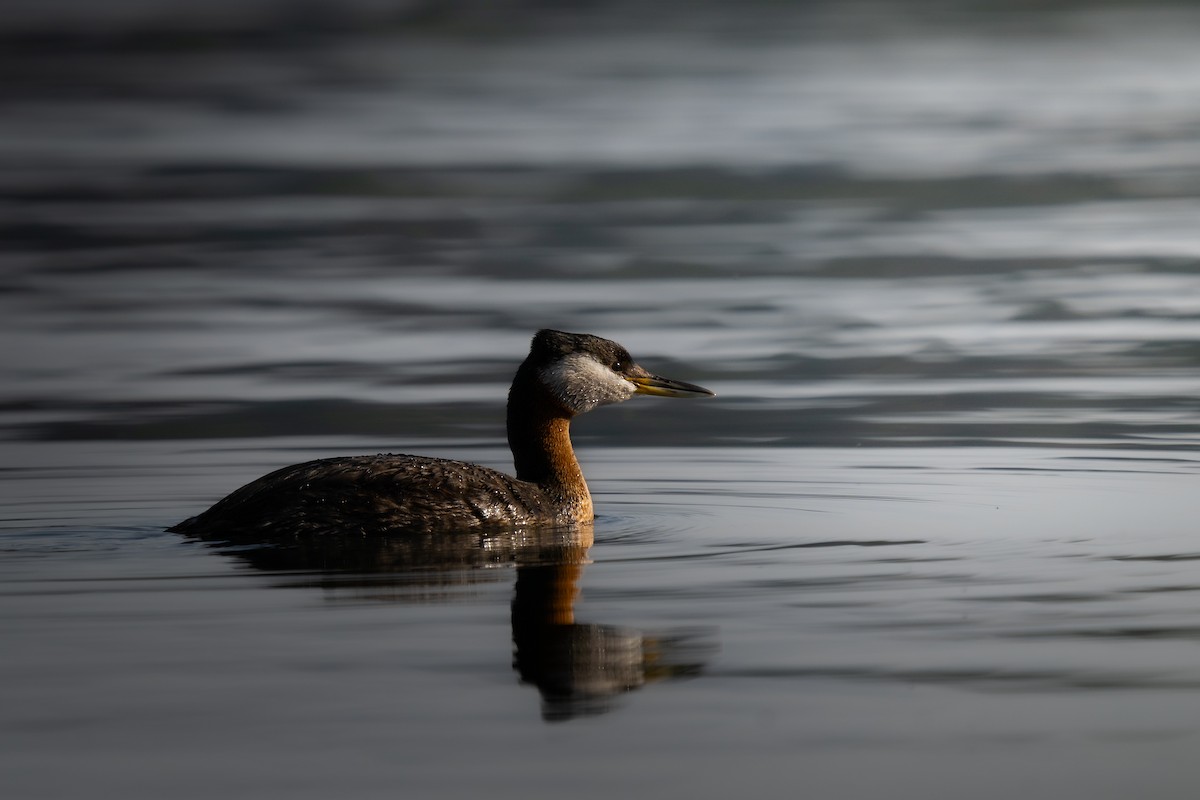 Red-necked Grebe - ML460584291