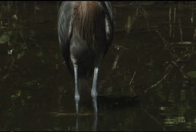 Reddish Egret - ML460586