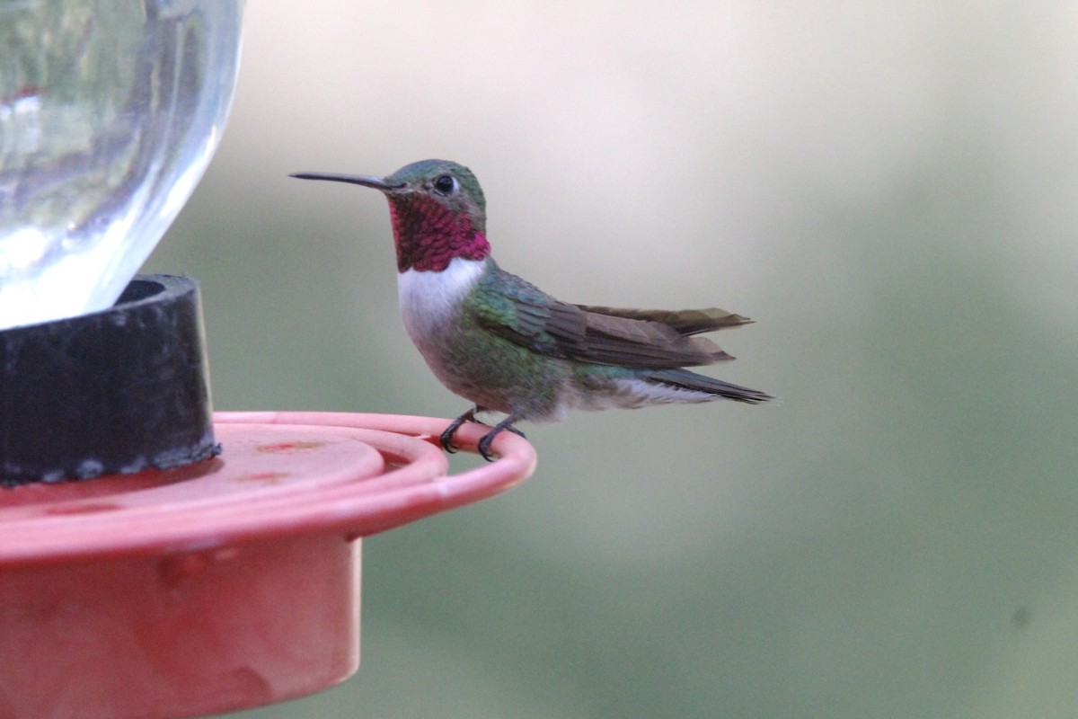 Broad-tailed Hummingbird - ML460586451