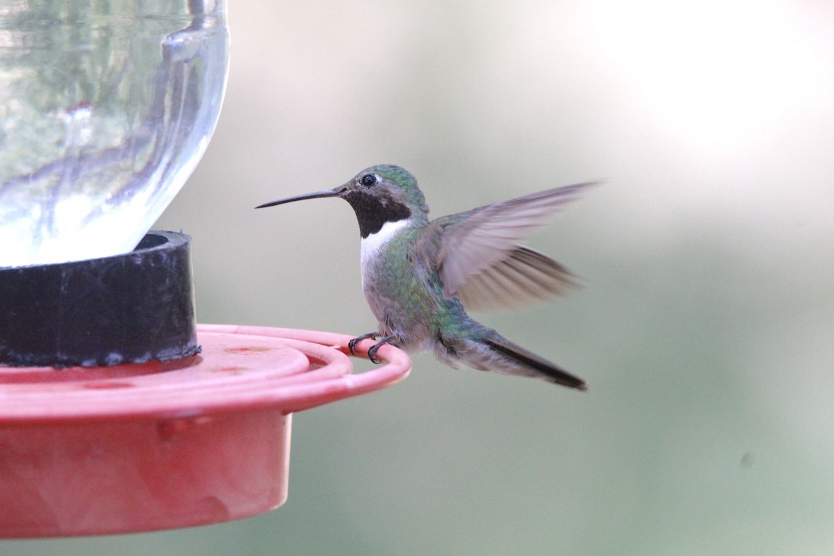 Broad-tailed Hummingbird - ML460586461