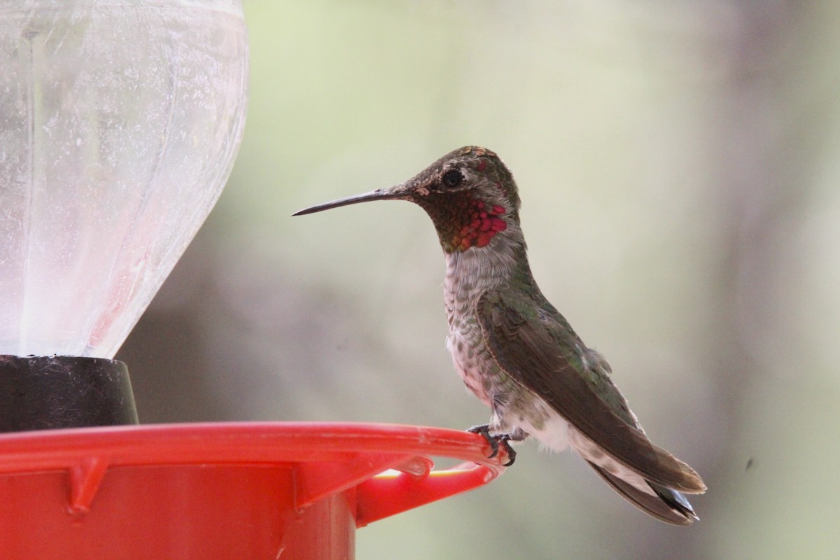 Anna's Hummingbird - Peter Binstock