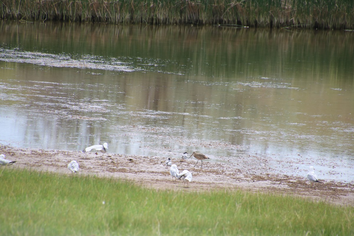 Marbled Godwit - ML460586701