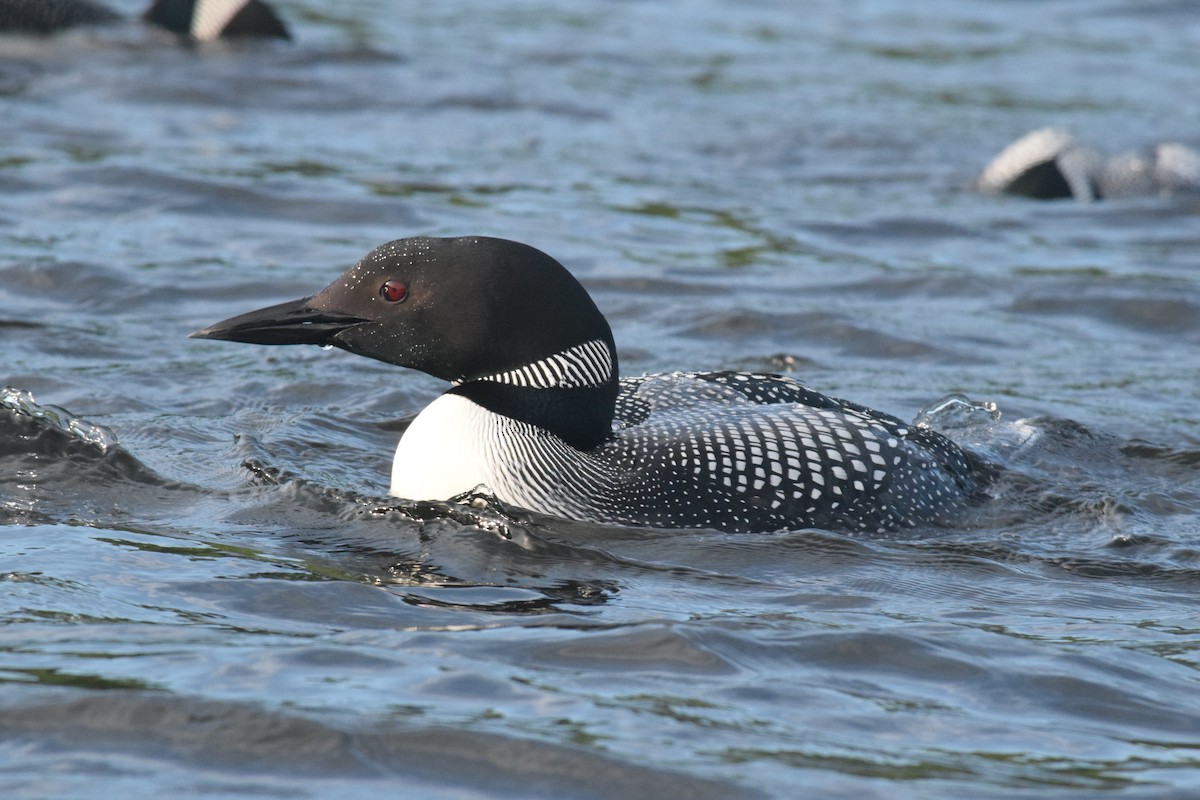 Common Loon - ML460587101