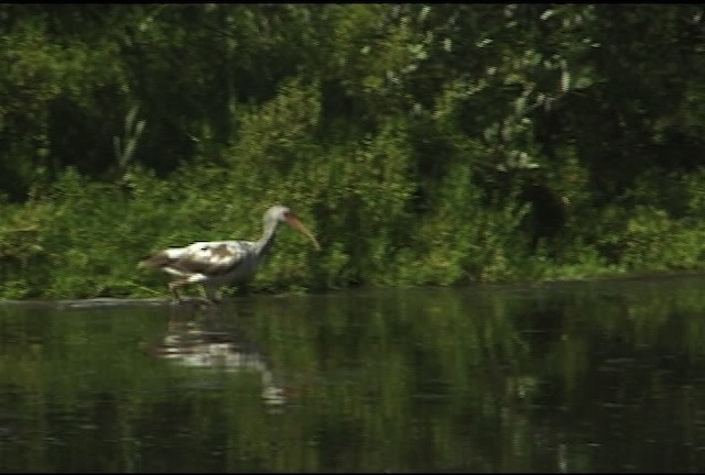 Ibis blanc - ML460588