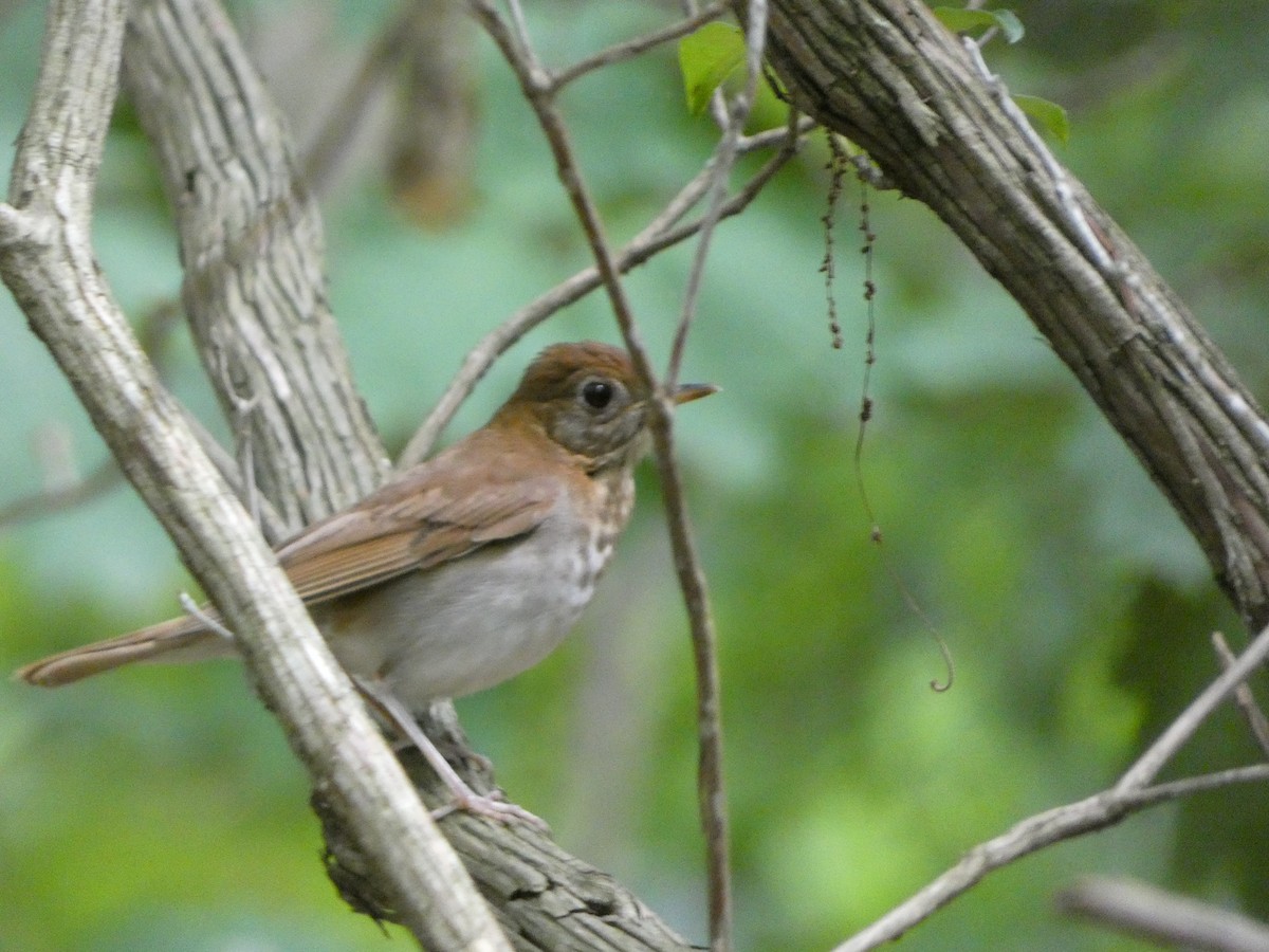 Veery - ML460589791