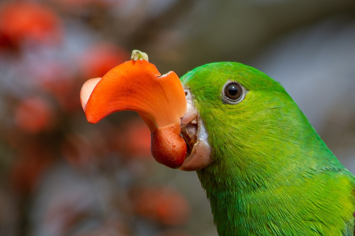 Plain Parakeet - ML460589961