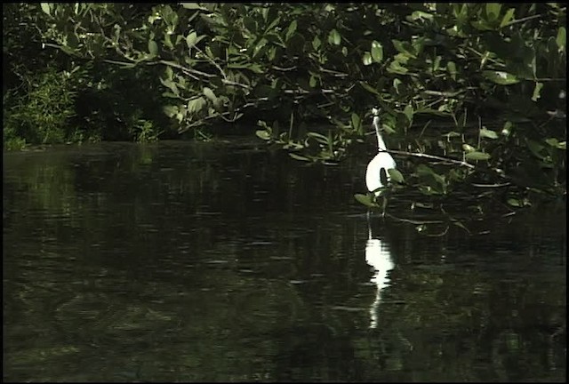 Aigrette neigeuse - ML460590