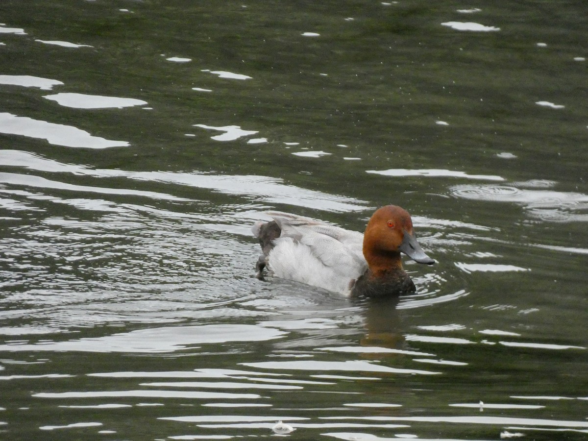 Common Pochard - ML460590621