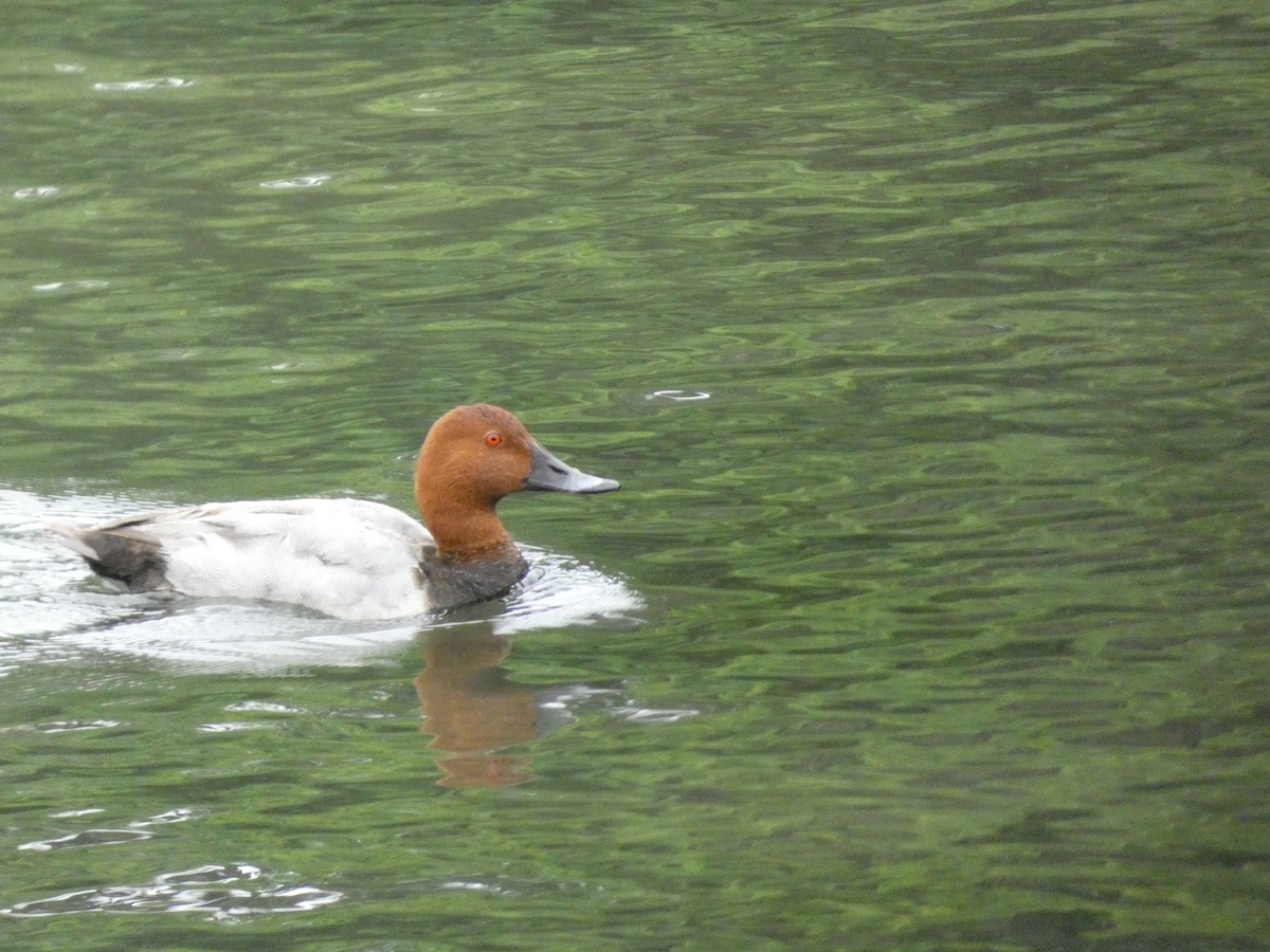 Common Pochard - ML460590631