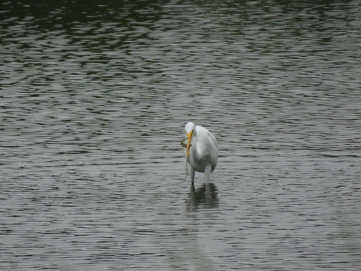 Great Egret - ML460590761