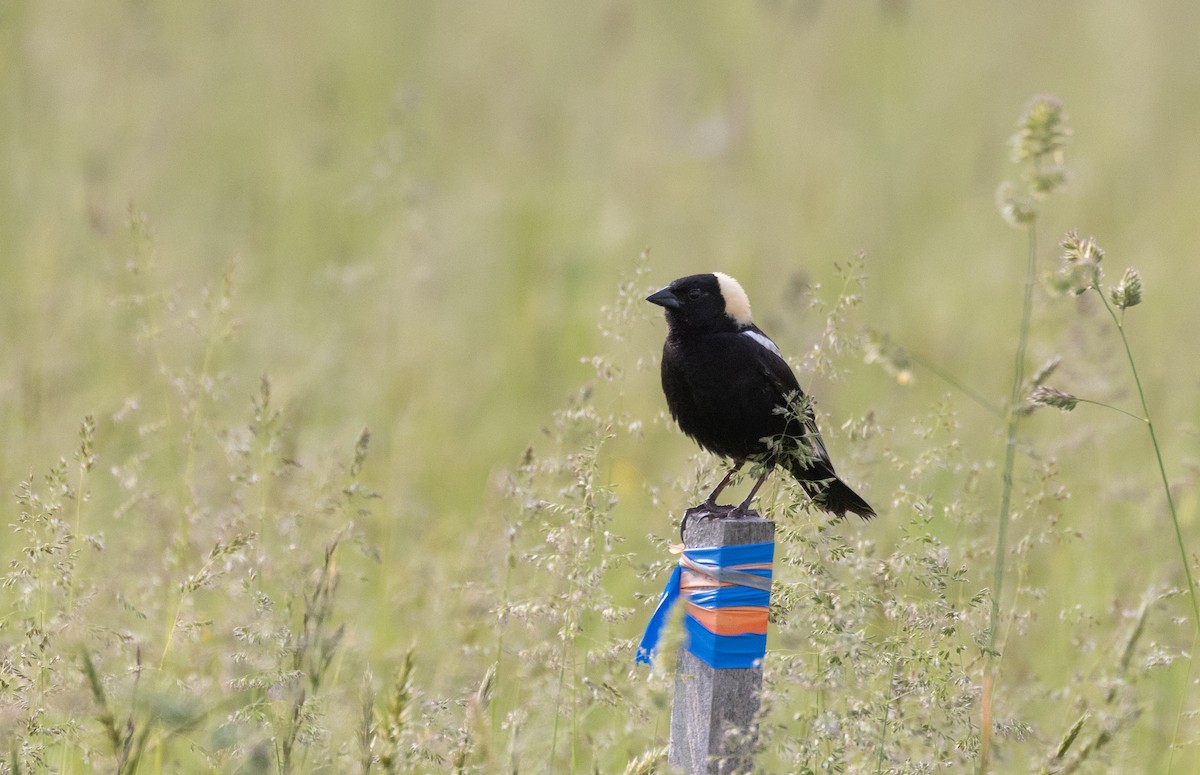 bobolink americký - ML460590961