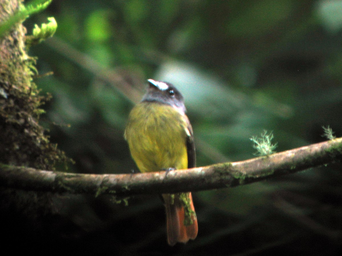 Ornate Flycatcher - ML460590971