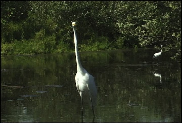 Great Egret (American) - ML460591