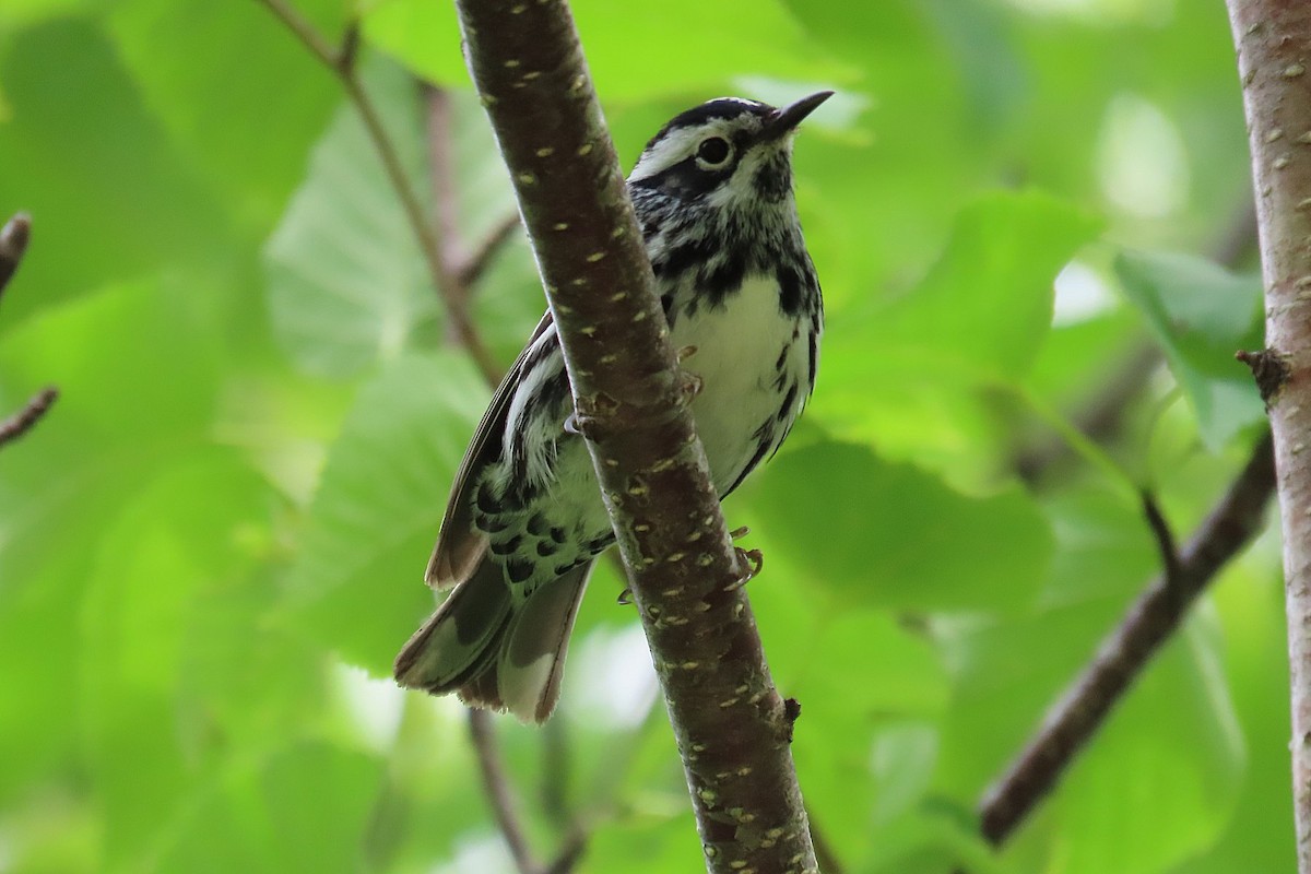 Black-and-white Warbler - ML460591821