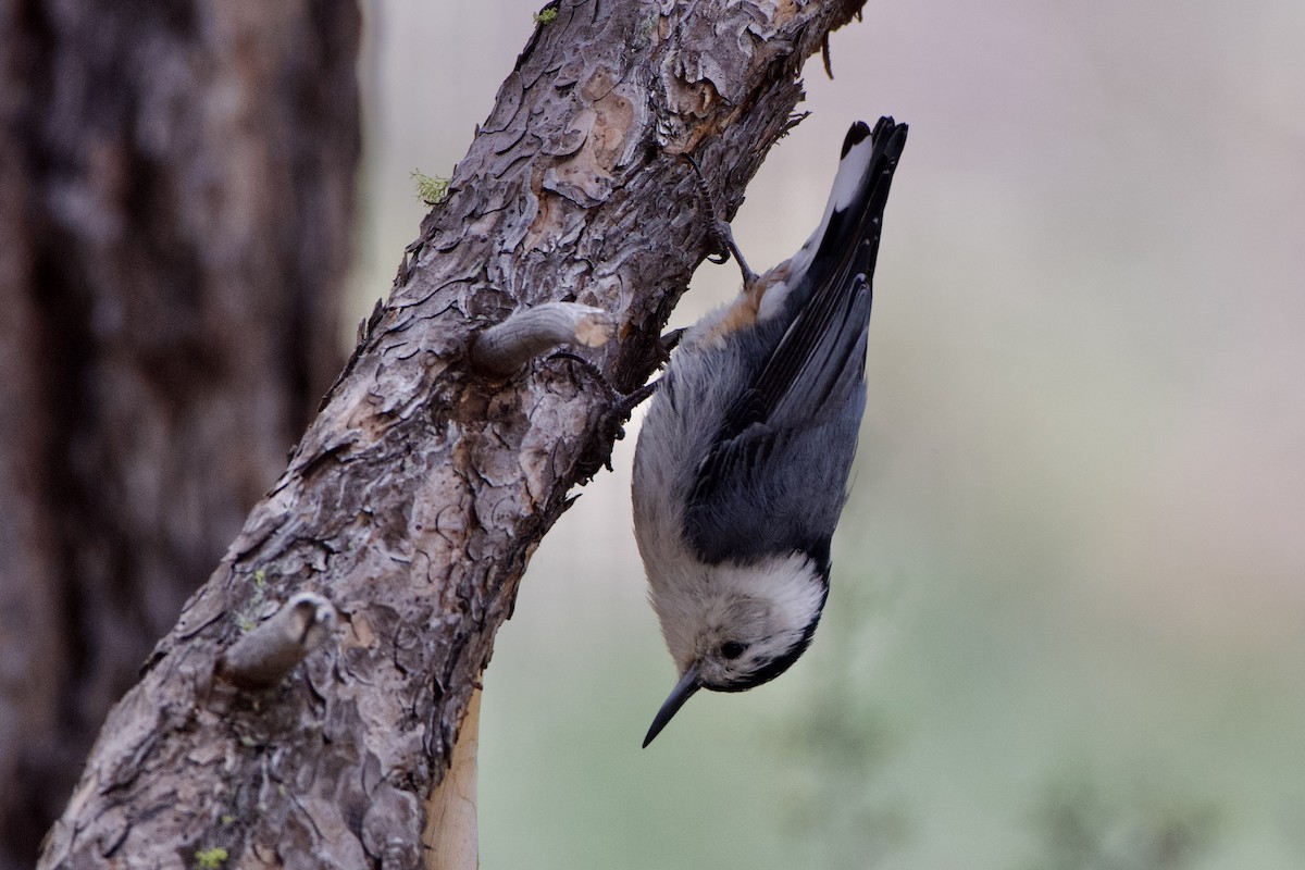 White-breasted Nuthatch - ML460592041