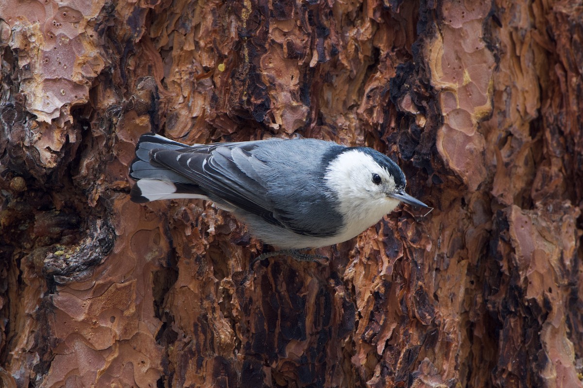 White-breasted Nuthatch - ML460592061