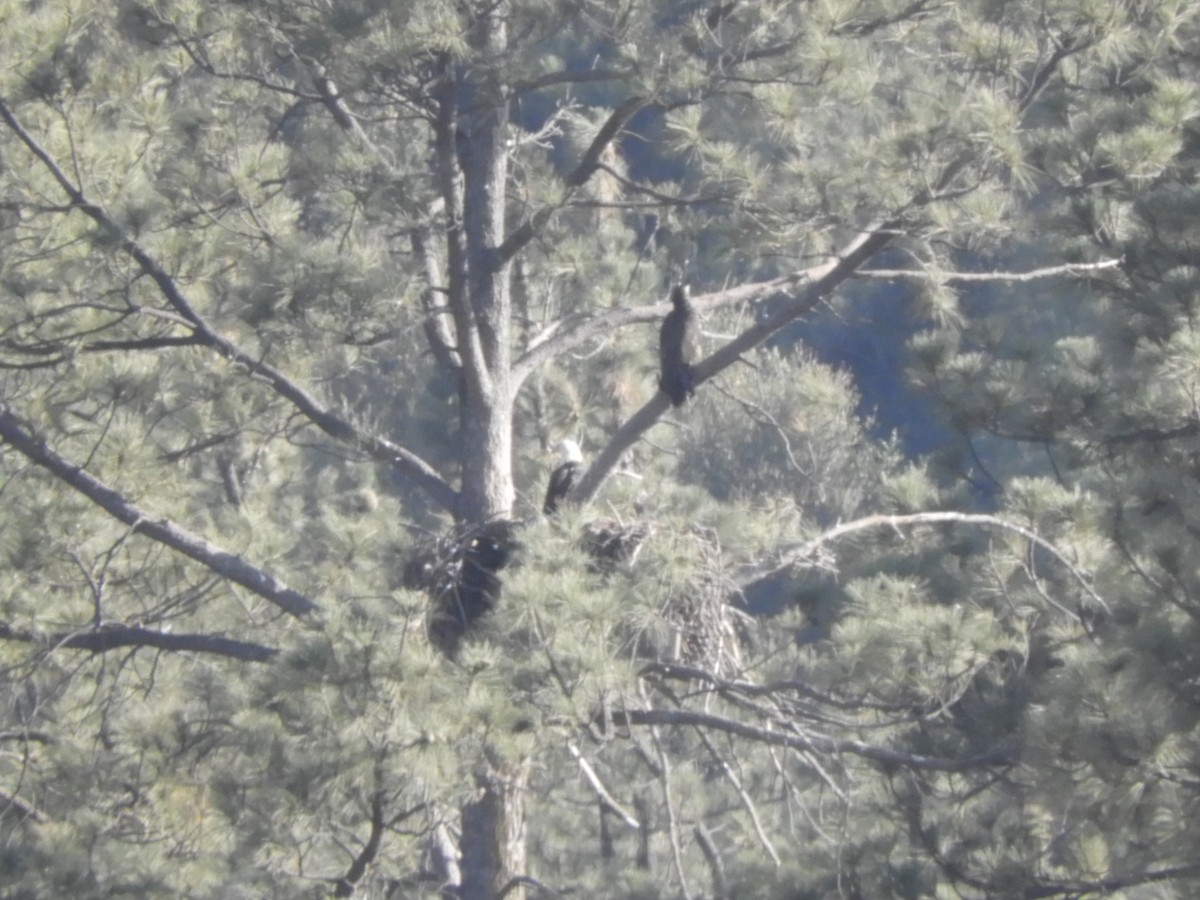 Bald Eagle - ML460592131