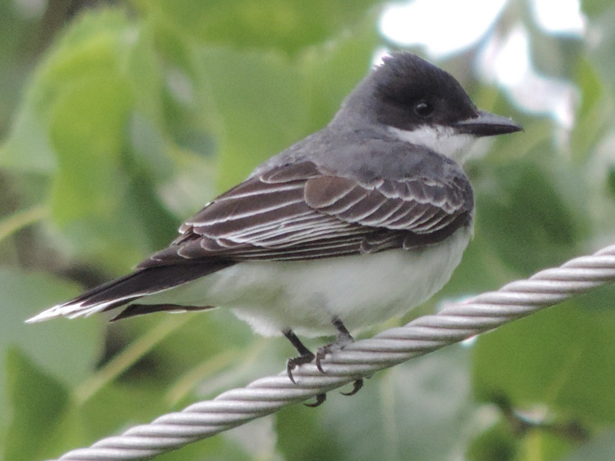 Eastern Kingbird - ML460592181